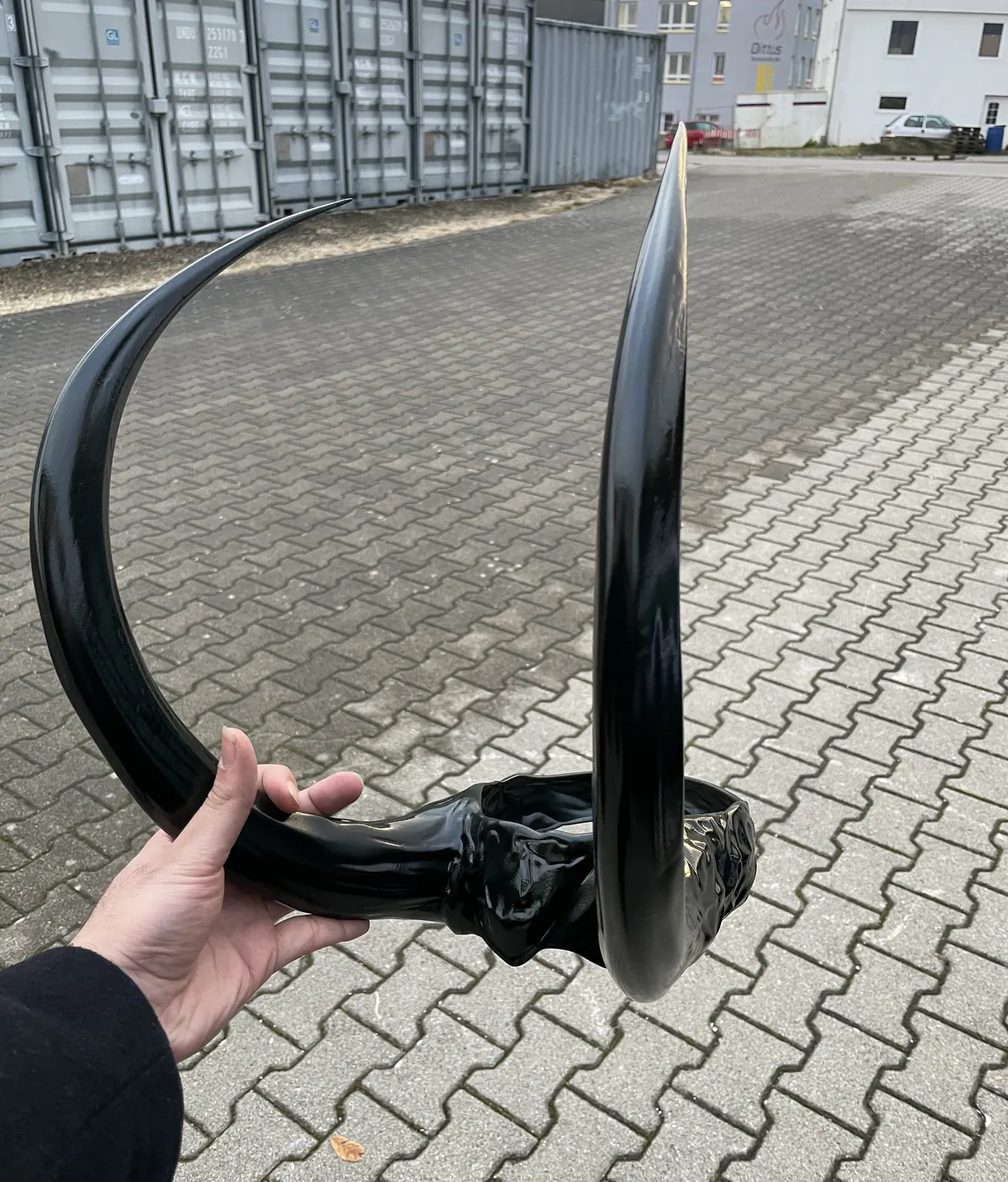 Große schwarze Hörner in Hochglanz
